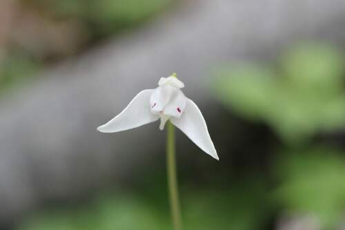 Codonorchis lessonii, photograph 4