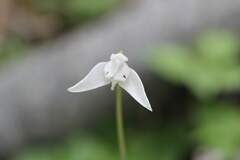 Codonorchis lessonii, photograph (c) Cesar Ormazabal, some rights reserved (CC BY)