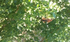 Tachypompilus unicolor