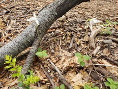 Codonorchis lessonii