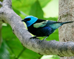 Stilpnia cyanicollis