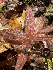 Eupatorium perfoliatum
