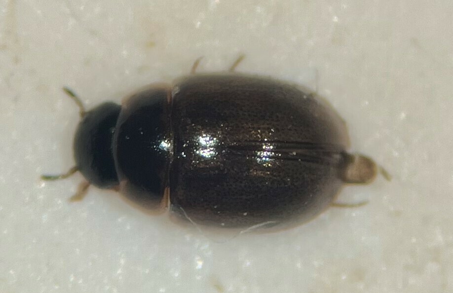 Crenitis monticola