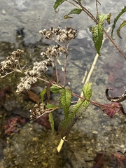 Eupatorium perfoliatum