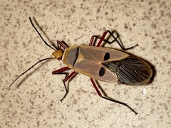 Dysdercus superstitiosus