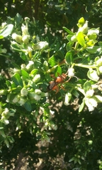 Tachypompilus unicolor