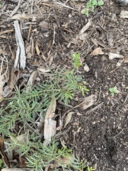 Phyllanthus urinaria