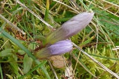 Gentianella germanica