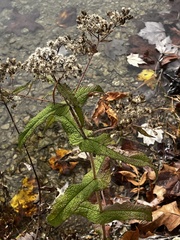 Eupatorium perfoliatum