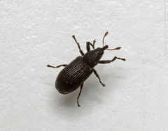 Magdalis ruficornis