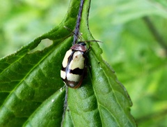 Alagoasa scissa