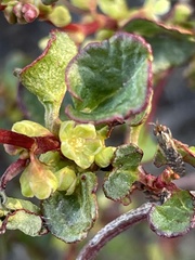 Muehlenbeckia