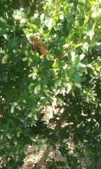 Tachypompilus unicolor