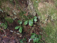 Rubus pedatus