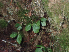 Rubus pedatus