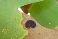 Neuroterus albipes