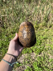 Terrapene carolina bauri