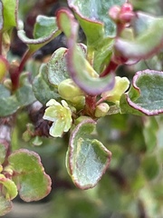 Muehlenbeckia