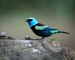 Stilpnia cyanicollis