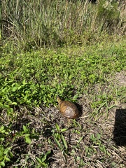 Terrapene carolina bauri