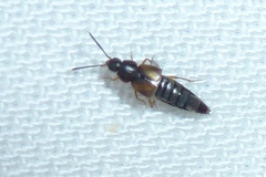 Oxypoda acuminata