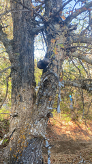 Andricus quercuscalifornicus