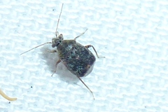 Charagochilus