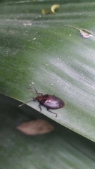 Antiteuchus