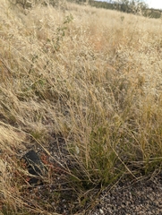 Eragrostis lehmanniana