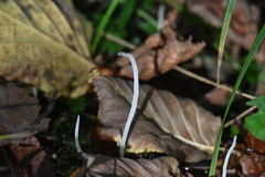 Clavaria falcata