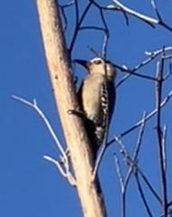 Melanerpes