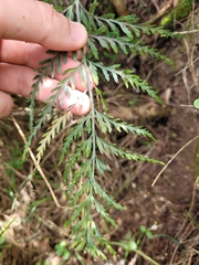 Asplenium appendiculatum