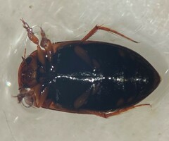Hydroporus niger