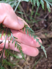 Asplenium appendiculatum