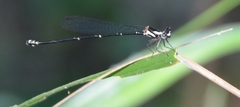 Nososticta impercepta