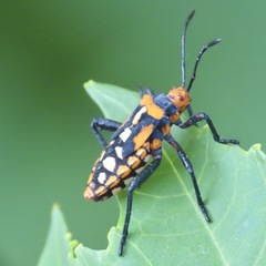 Sagotylus