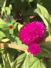 Gomphrena