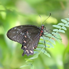 Parides montezuma
