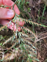 Asplenium appendiculatum