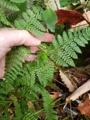 Dryopteris × triploidea