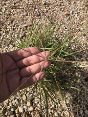 Enteropogon acicularis