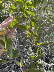 Frangula caroliniana