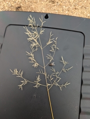 Eragrostis lehmanniana
