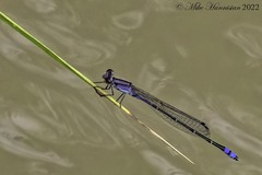 Enallagma novaehispaniae
