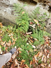 Dryopteris × triploidea