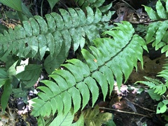 Asplenium