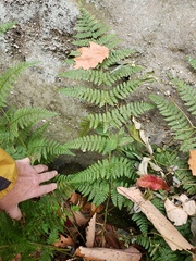 Dryopteris × triploidea