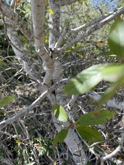 Frangula caroliniana