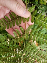 Dryopteris × triploidea