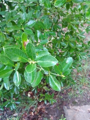 Pittosporum tobira